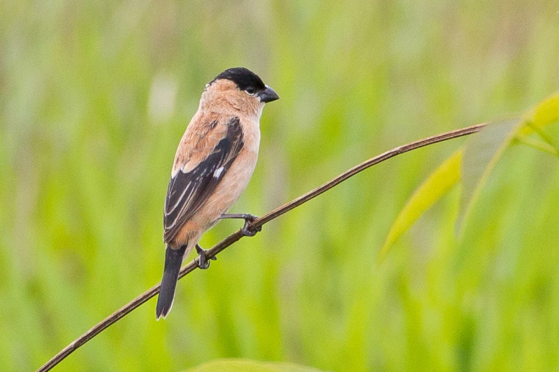 Copper Seedeater