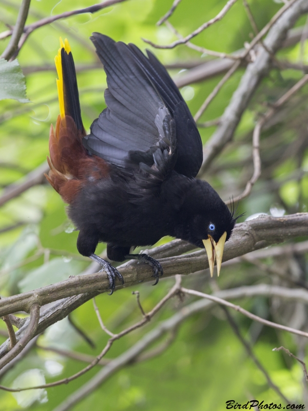 Crested Oropendola