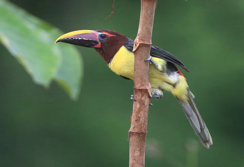 Green Aracari