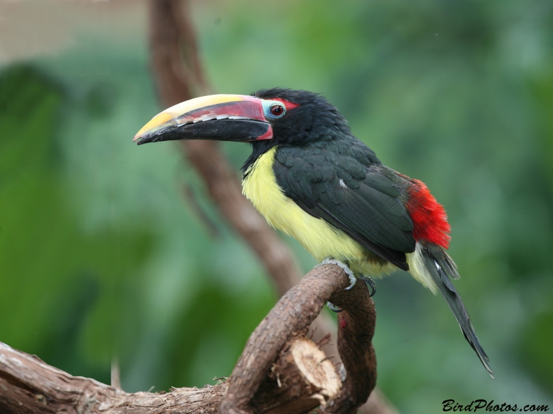 Green Aracari