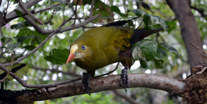 Green Oropendola