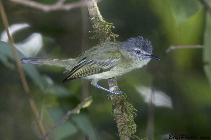 Grey-crowned Flatbill