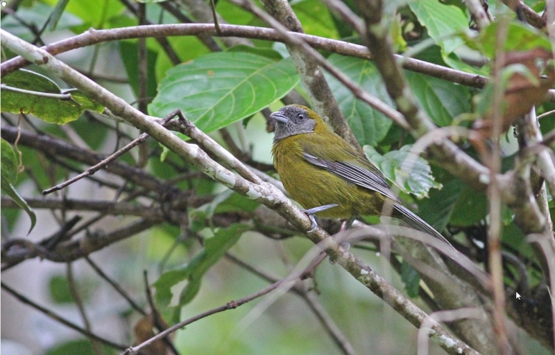Olive-backed Tanager