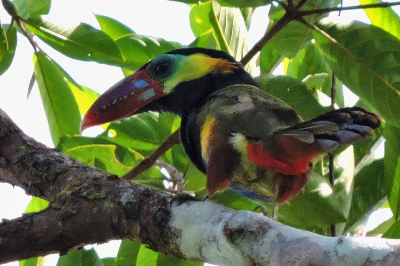 Tawny-tufted Toucanet