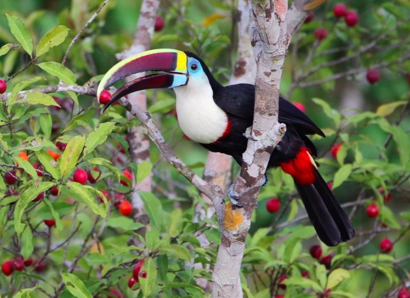 White-throated Toucan