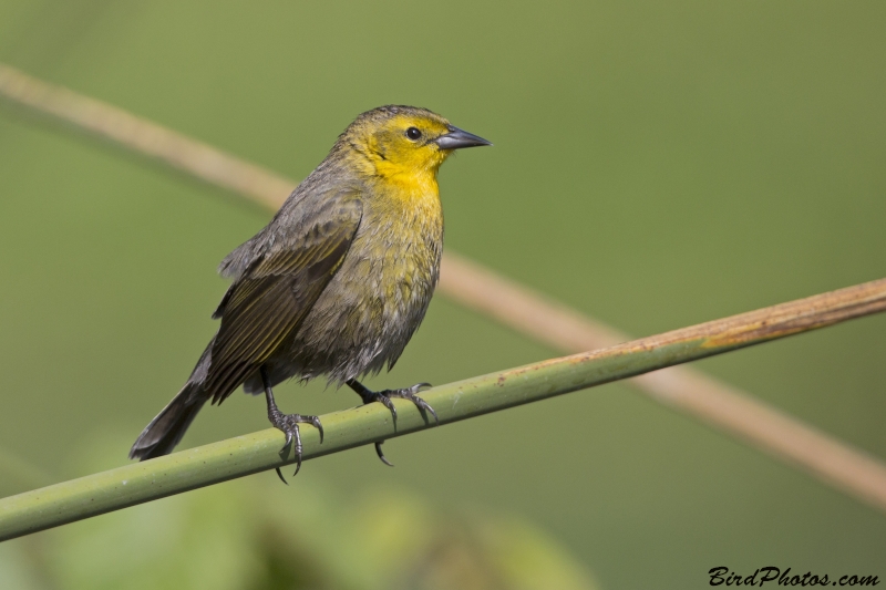 Yellow-hooded Blackbird