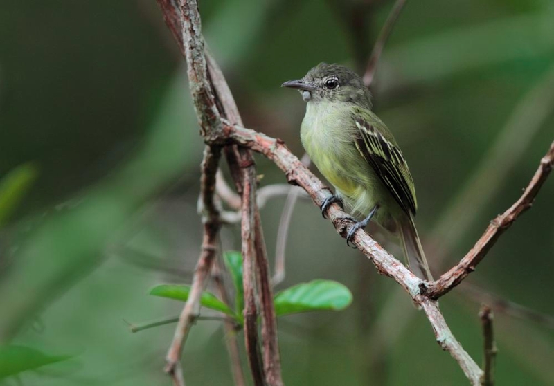 Yellow-margined Flatbill