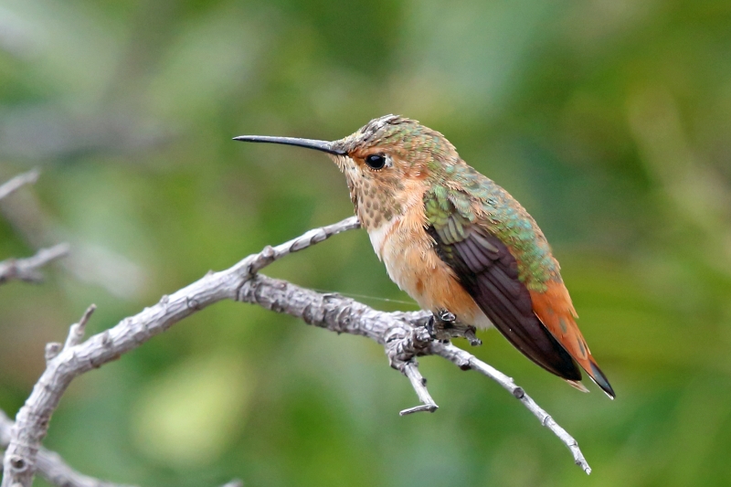 Allen's Hummingbird