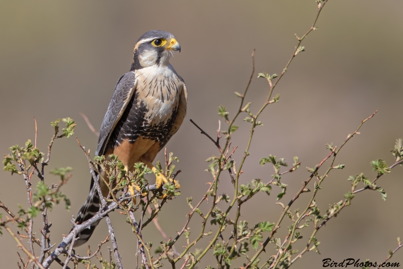 Aplomado Falcon