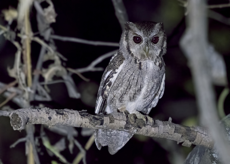 Balsas Screech Owl