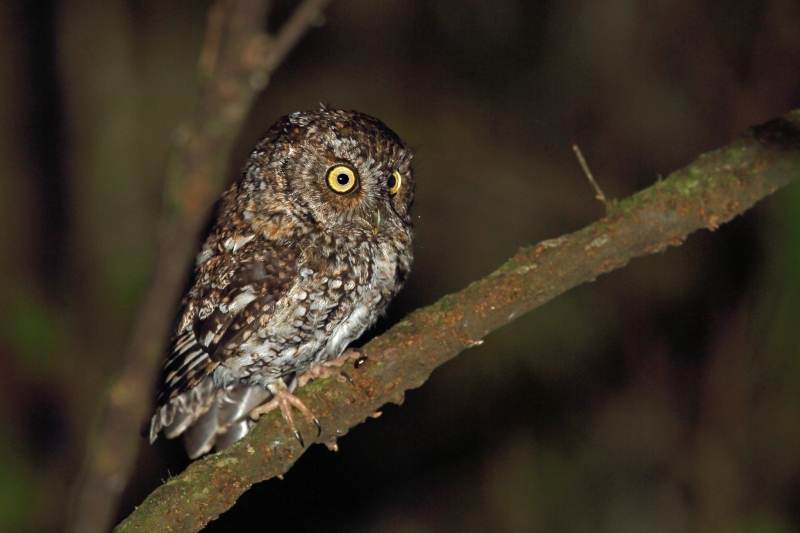 Bearded Screech Owl