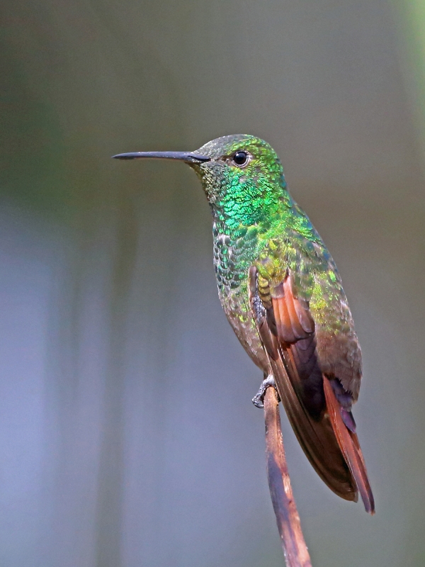 Berylline Hummingbird