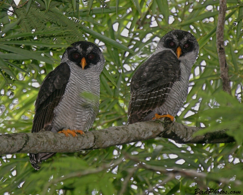 Black-and-white Owl