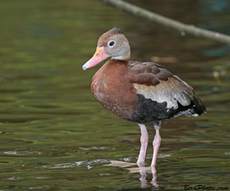 Black-bellied Whistling Duck