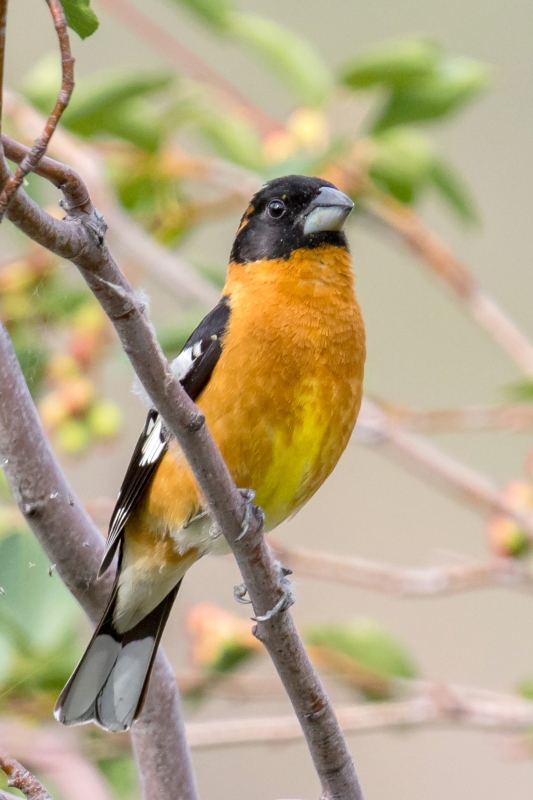 Black-headed Grosbeak