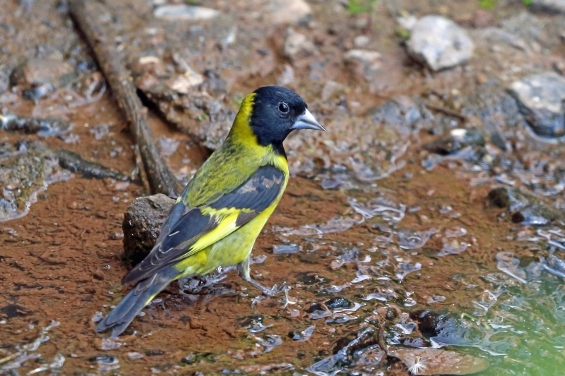 Black-headed Siskin