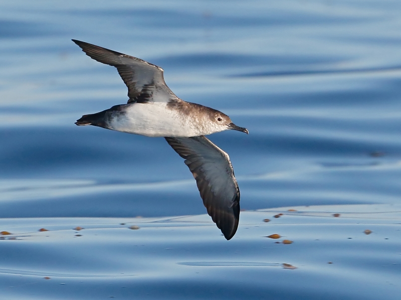 Black-vented Shearwater