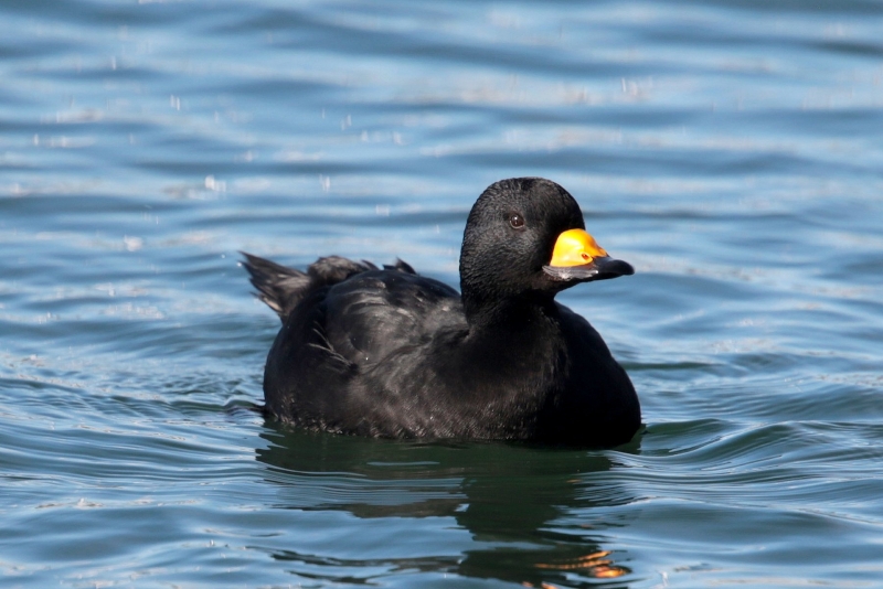 Black Scoter