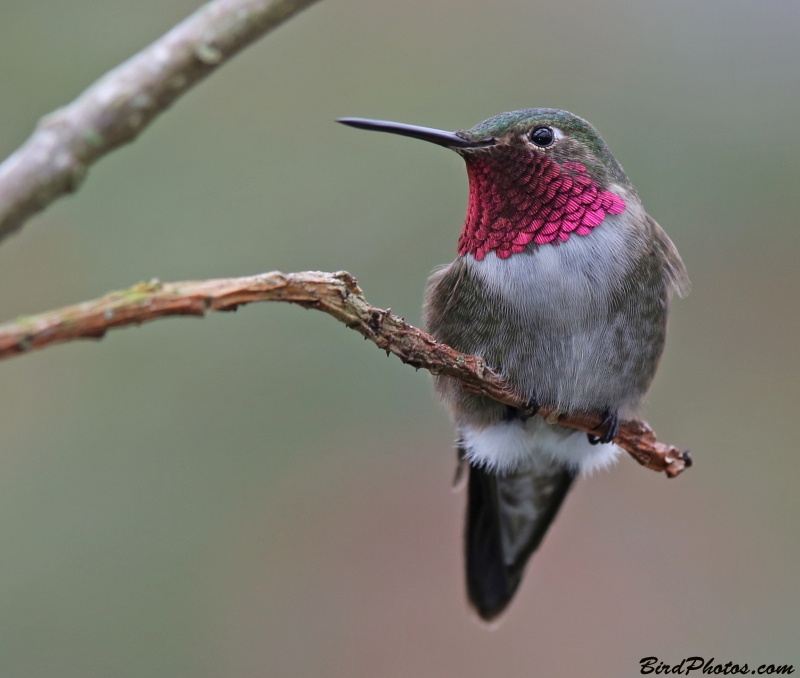 Broad-tailed Hummingbird