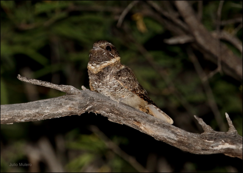 Buff-collared Nightjar