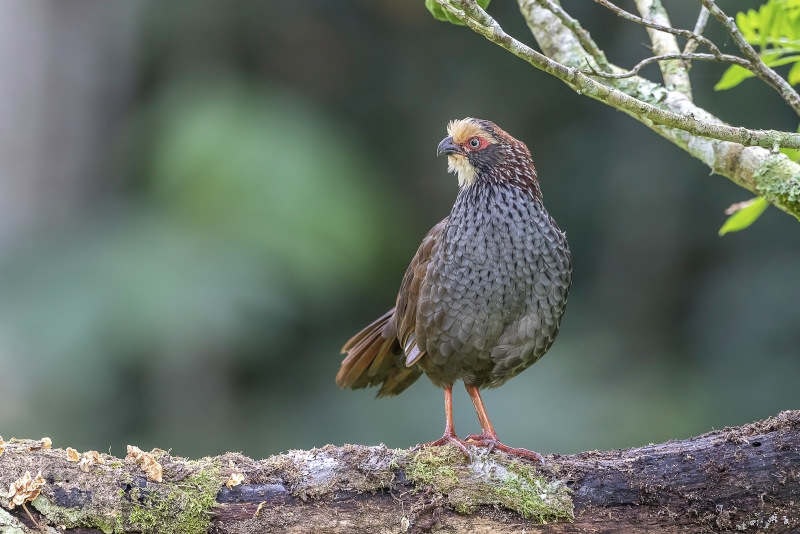 Buffy-crowned Wood Partridge