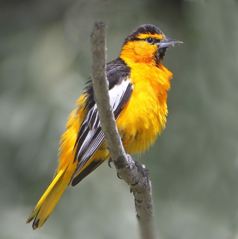 Bullock's Oriole