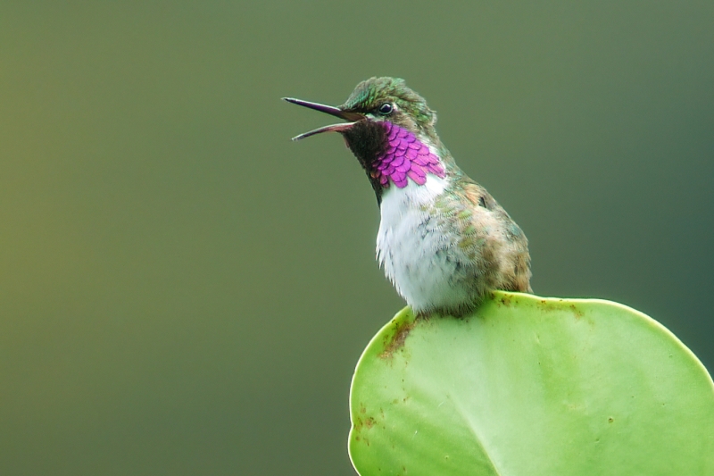 Bumblebee Hummingbird