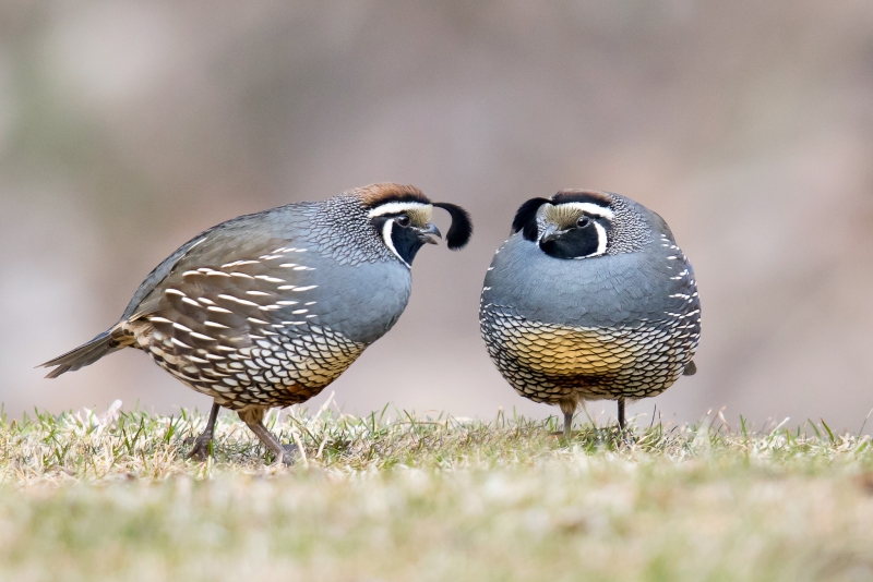 California Quail