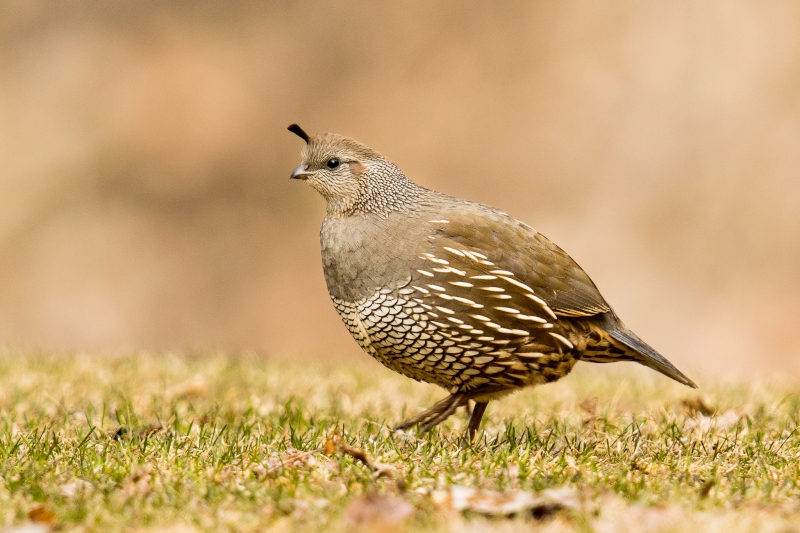 California Quail