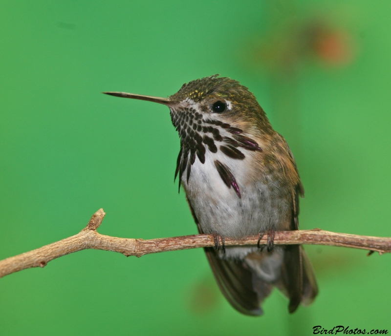 Calliope Hummingbird