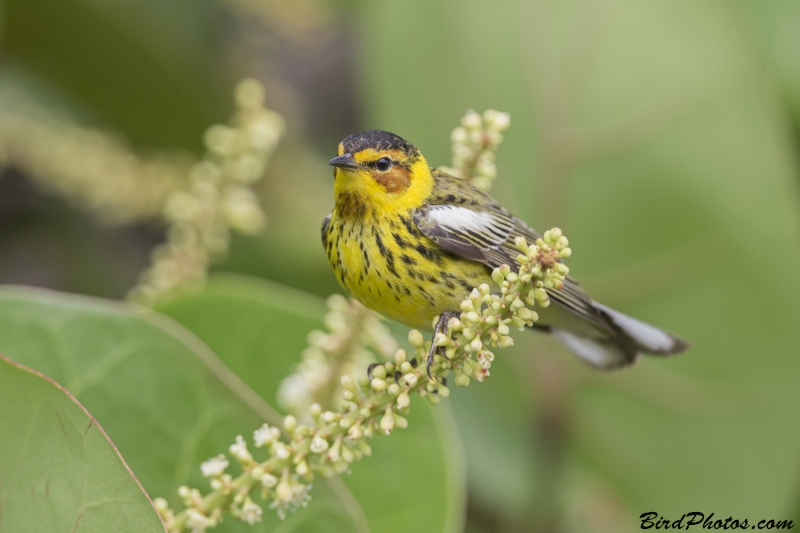 Cape May Warbler