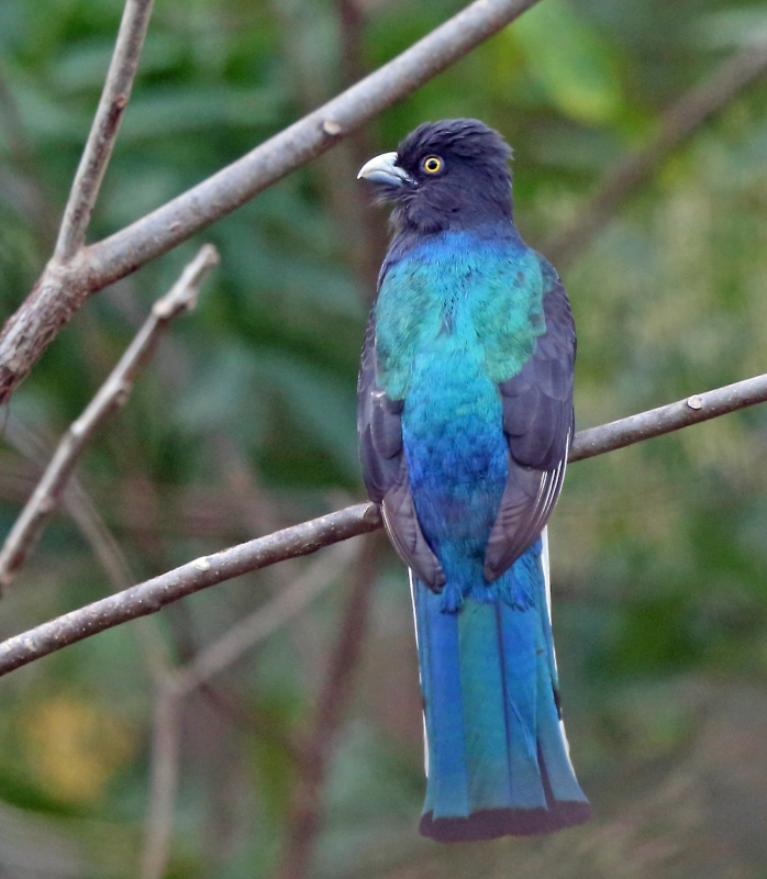 Citreoline Trogon