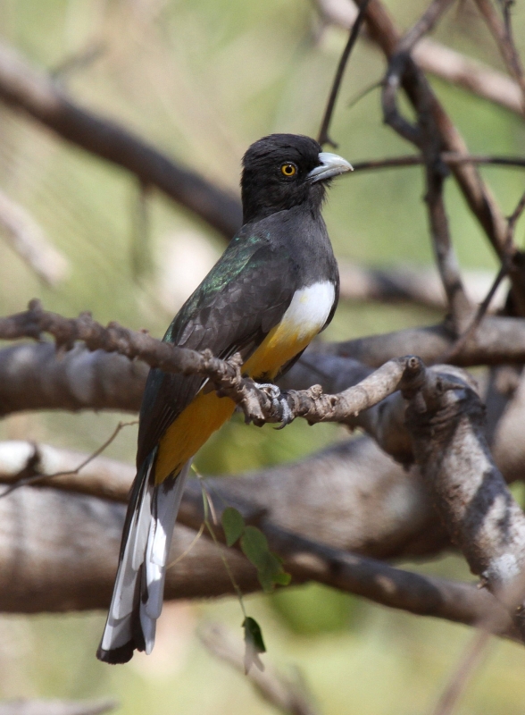 Citreoline Trogon