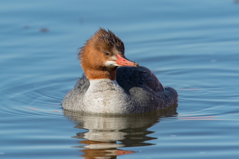 Common Merganser