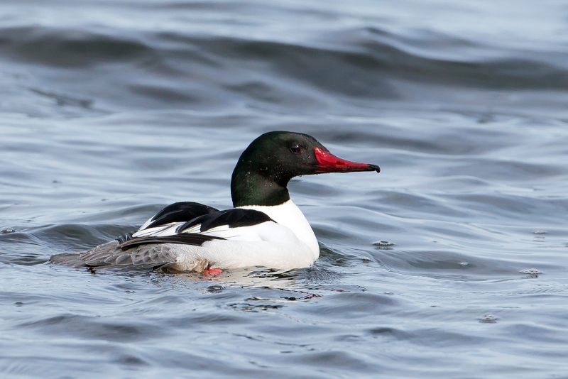 Common Merganser