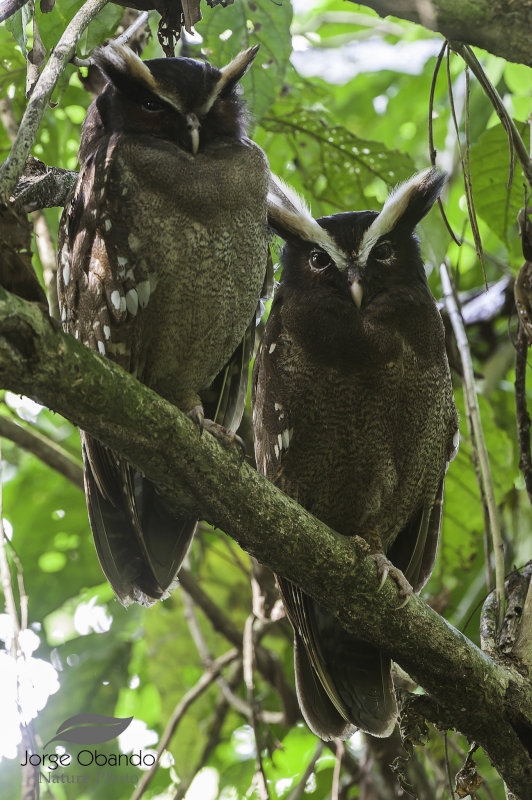 Crested Owl