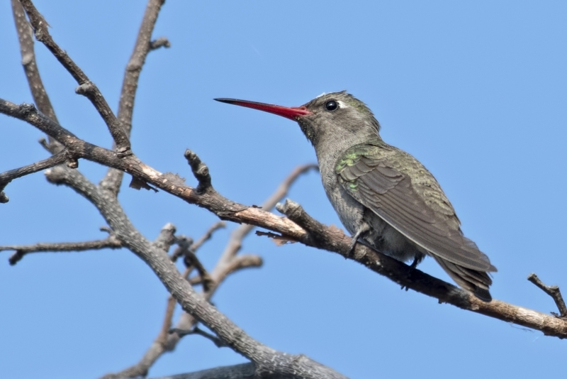 Dusky Hummingbird