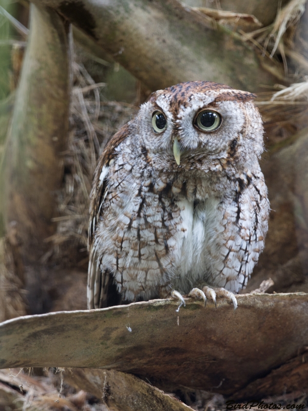 Eastern Screech Owl