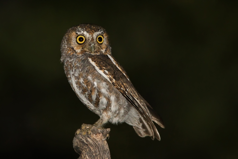 Elf Owl