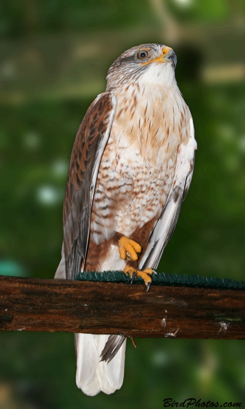 Ferruginous Hawk