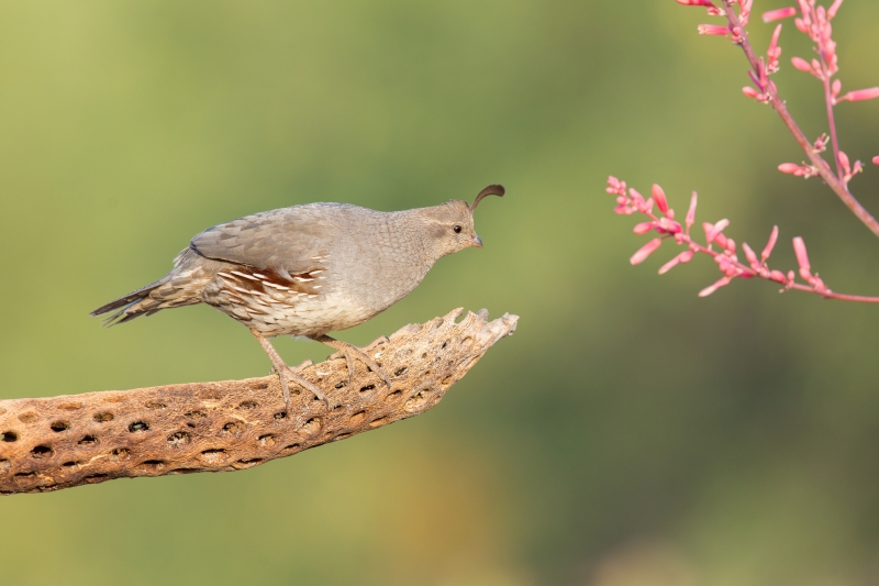 Gambel's Quail