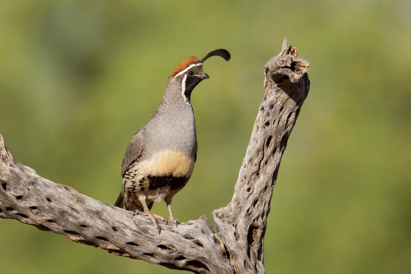 Gambel's Quail