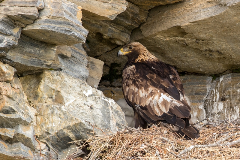 Golden Eagle