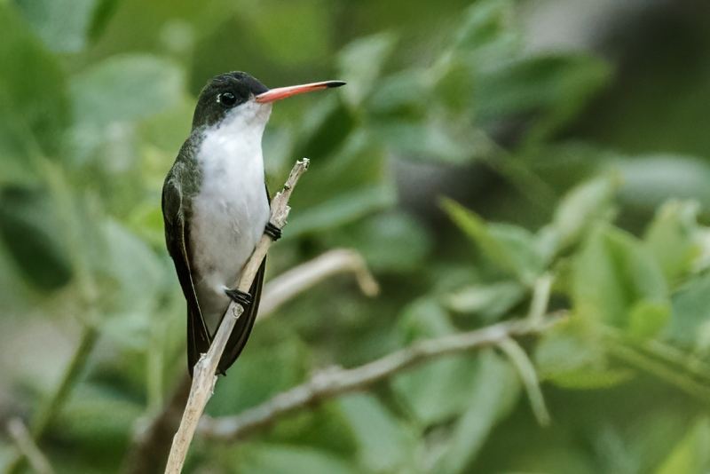 Green-fronted Hummingbird