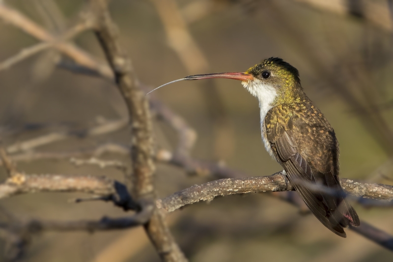 Green-fronted Hummingbird