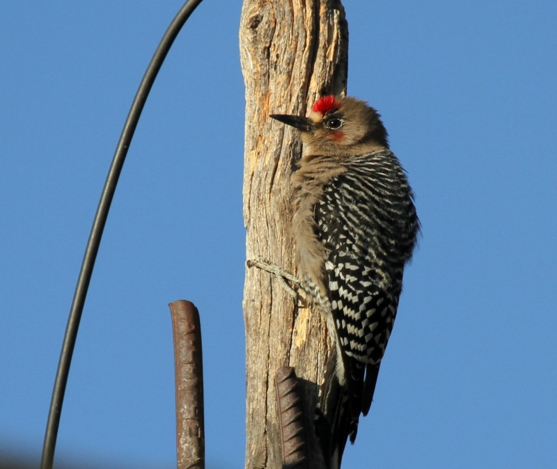 Grey-breasted Woodpecker