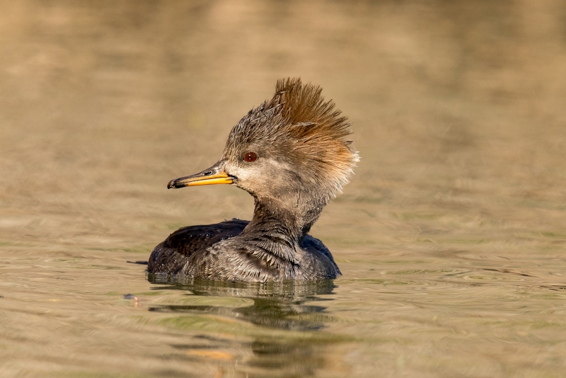 Hooded Merganser