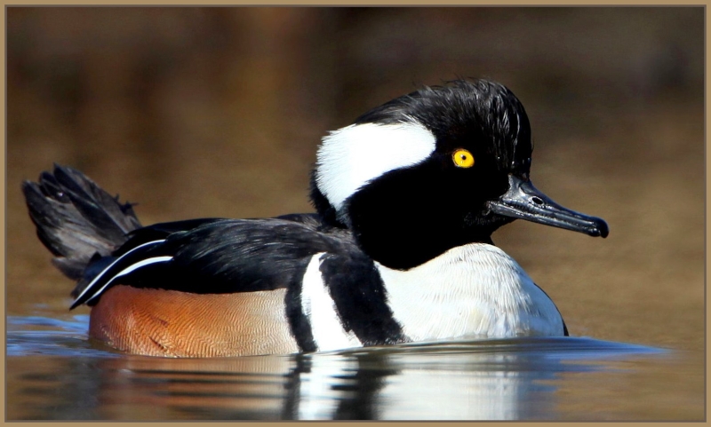 Hooded Merganser