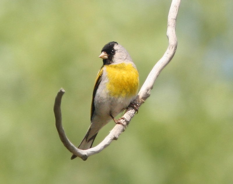 Lawrence's Goldfinch