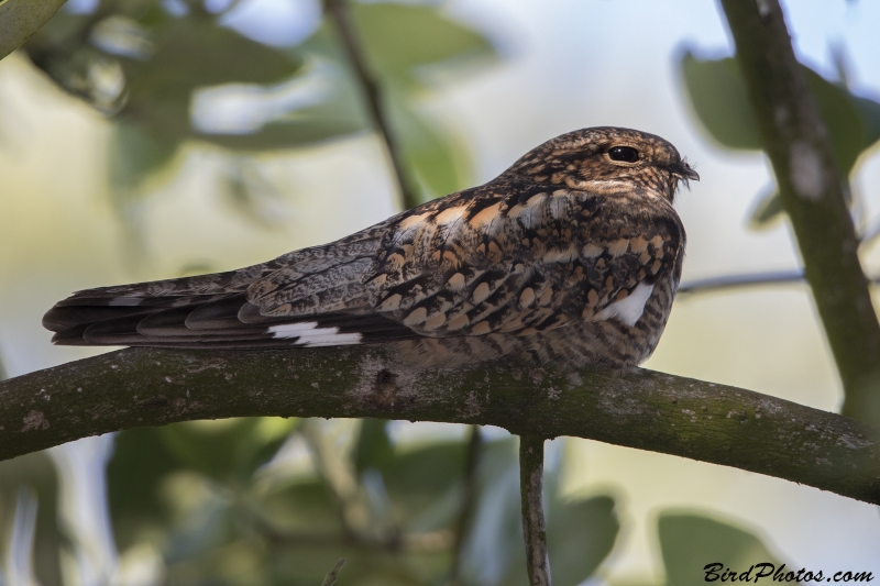 Lesser Nighthawk